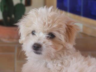 COTON DE TULEAR – Katie - Dog Breeders