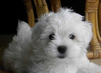 COTON DE TULEAR – Katie - Dog Breeders