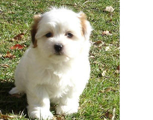 Coton De Tulear - Dog Breeders