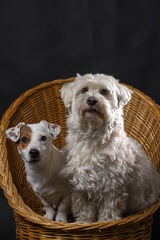 Showboat  Coton de tulear - Dog Breeders