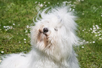 Creme De La Creme Coton De Tulear & Havanese - Dog and Puppy Pictures