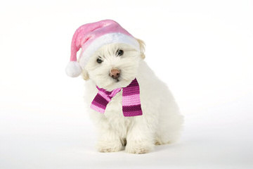 Coton De Tulear, Pinehurst, Nc - Dog and Puppy Pictures