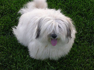 Showboat  Coton de tulear - Dog Breeders