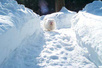 Sunnybrooks Coton de Tulear - Dog Breeders