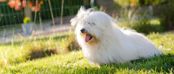 Coton De Tulear - Dog and Puppy Pictures