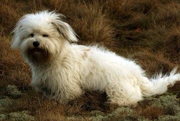 Cezanne Cotons - Dog and Puppy Pictures