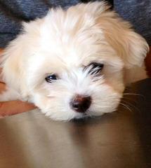 Coton De Tulear - Dog Breeders