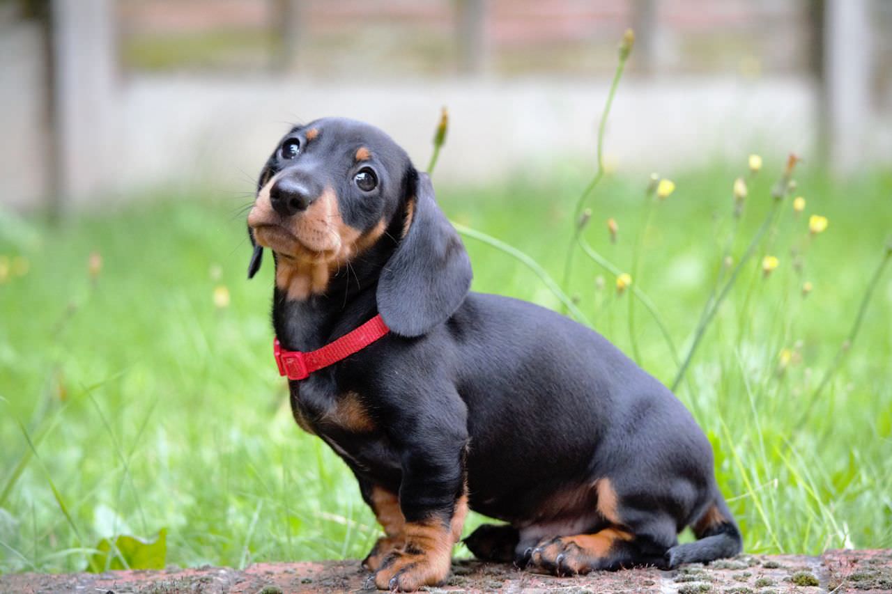 Dachshund Dogs and Puppies