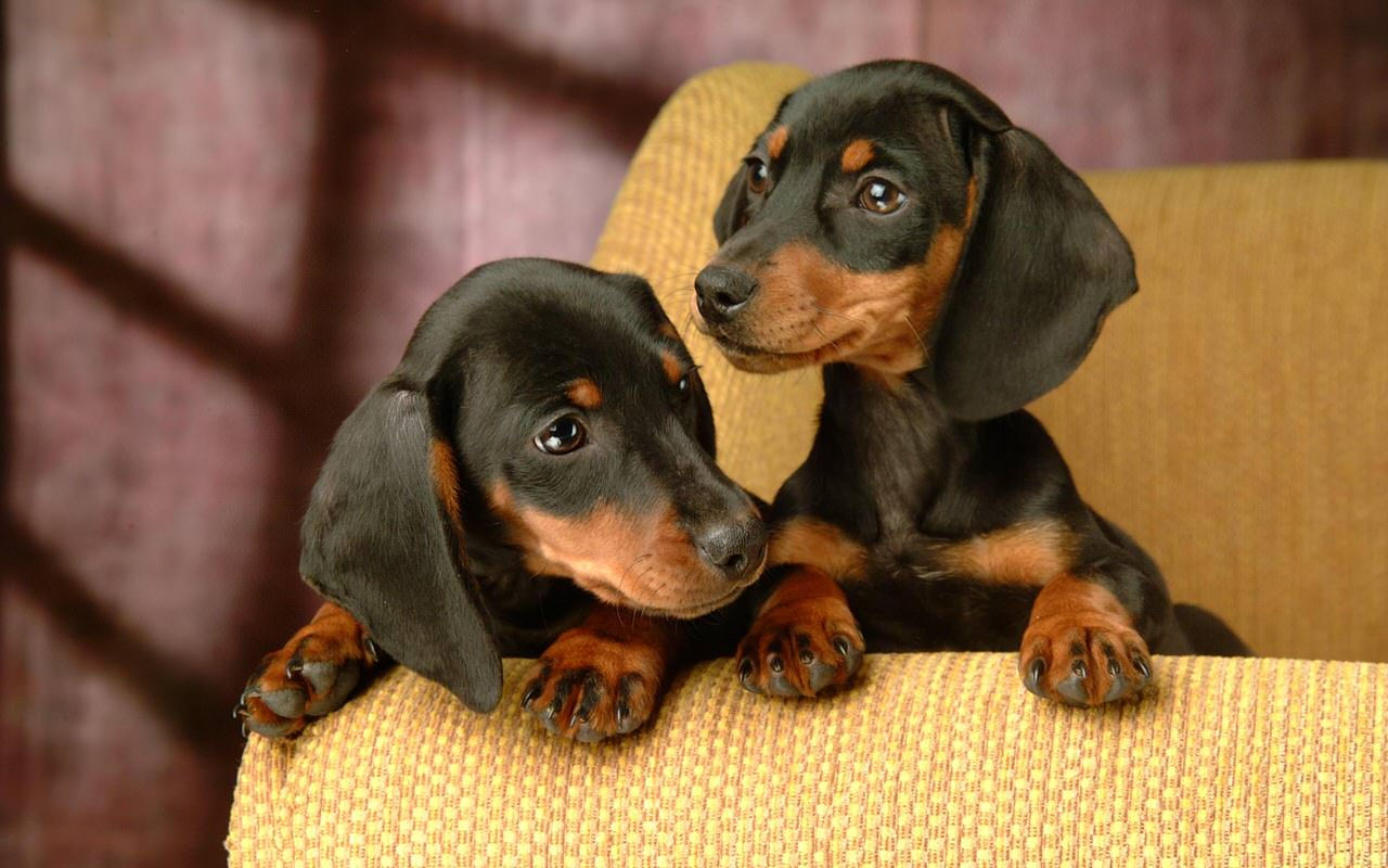 Dachshund Dogs and Puppies