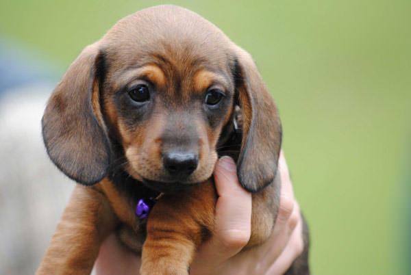 Dachshund Dogs and Puppies
