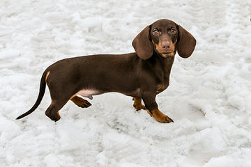 Blue Rose Doxies - Dog Breeders