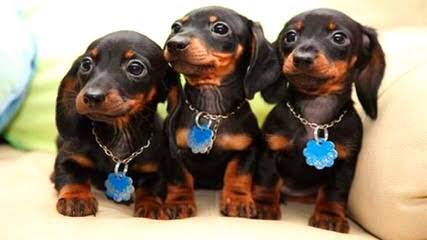 Riutta’s dachshunds - Dog Breeders