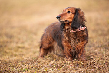 Blue Rose Doxies - Dog Breeders