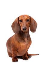 Danny Boy’s Dachshunds - Dog Breeders