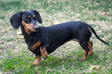 Akc Mini Dachshund Pups For Sale - Dog Breeders