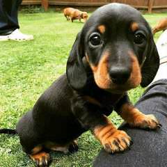 Miniature Dachshund Puppies - Dog and Puppy Pictures