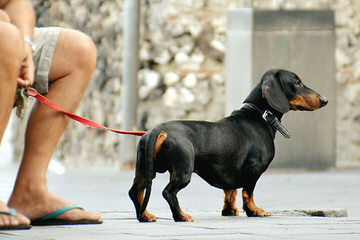 Mini-Dachshund Pups - Dog Breeders