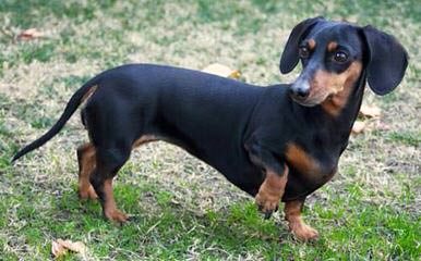 McCoy’s Precious Doxies - Dog Breeders