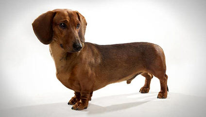 Danny Boy’s Dachshunds - Dog and Puppy Pictures