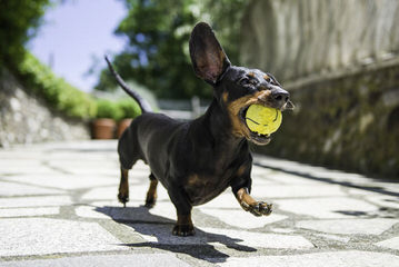 Waggin’ Tails Dachshunds - Dog and Puppy Pictures