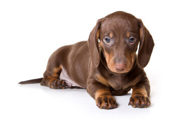 Hotdog Dachshund Kennels - Dog Breeders