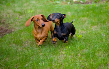 Danny Boy Dachshunds - Dog and Puppy Pictures