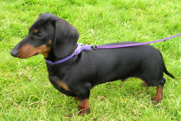 Riutta’s dachshunds - Dog and Puppy Pictures