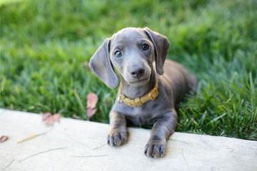 Dachshund Puppies - Dog and Puppy Pictures