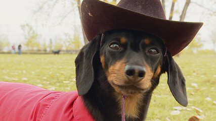 Dachshund Puppies - Dog Breeders