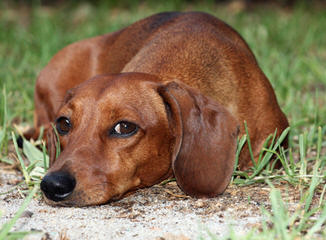 Three D’s Miniature Dachshunds - Dog Breeders