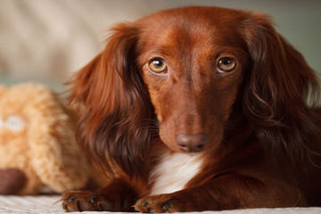 Mini-Dachshund Pups - Dog Breeders