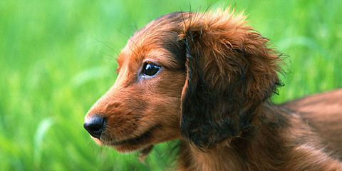 Champion Bloodlines Miniature Longhair Dachshunds - Dog Breeders