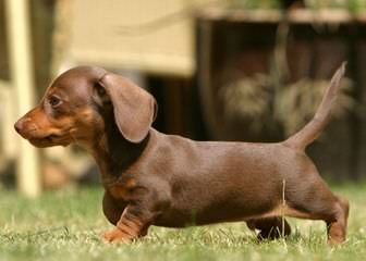 Ckc Registered Miniature Dachshunds - Dog and Puppy Pictures