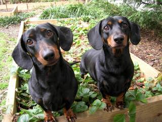 Mini Dachshund Puppies - Dog and Puppy Pictures