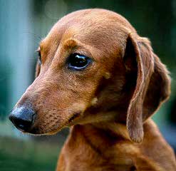 Ckc Registered Miniature Dachshunds - Dog Breeders