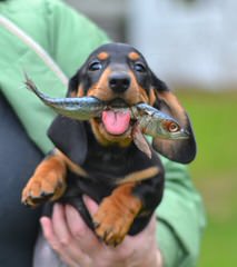 Dachshund Puppies For Sale - Dog Breeders