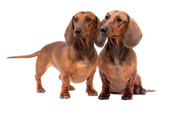 Ckc Registered Miniature Dachshunds - Dog Breeders