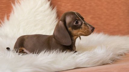 Blue Rose Doxies - Dog and Puppy Pictures