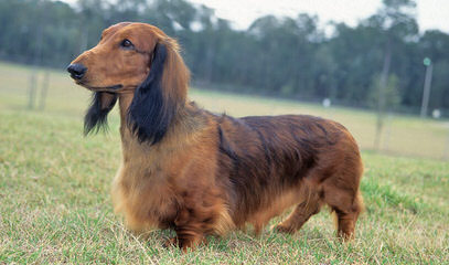 Muddy River dachshunds - Dog and Puppy Pictures