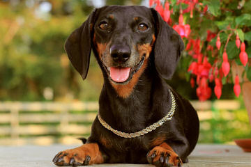 Marissa Rose Dachshunds - Dog Breeders