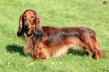 Akc Mini-Dachshund Puppies - Dog and Puppy Pictures