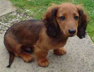 Danny Boy’s Dachshunds - Dog and Puppy Pictures