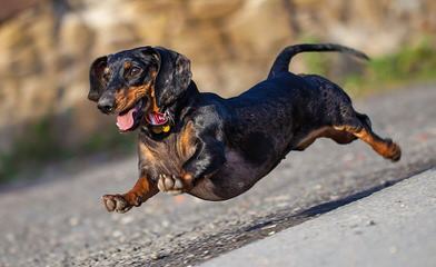 Knauerhaus Dachshunds - Dog and Puppy Pictures