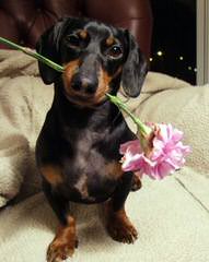 Doxie Lovers - Dog Breeders