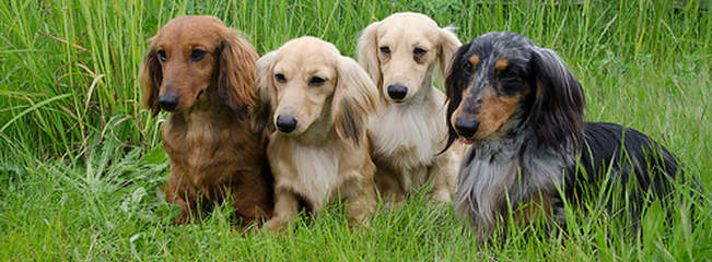 Dachshund Puppies For Sale - Dog Breeders