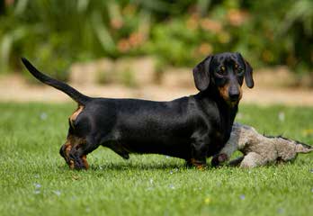 Legend’s Dachshunds - Dog and Puppy Pictures