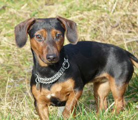 Louie’s Dachshunds - Dog and Puppy Pictures