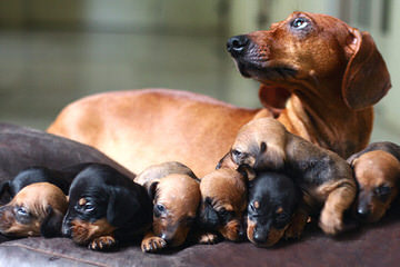 Dashshund Puppys For Sale - Dog and Puppy Pictures