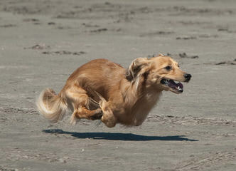 Cockabichon And Mini Dachshunds Available! 515-341-4909 - Dog Breeders