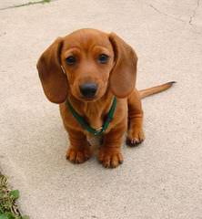 Akc Mini-Dachshund Puppies - Dog and Puppy Pictures